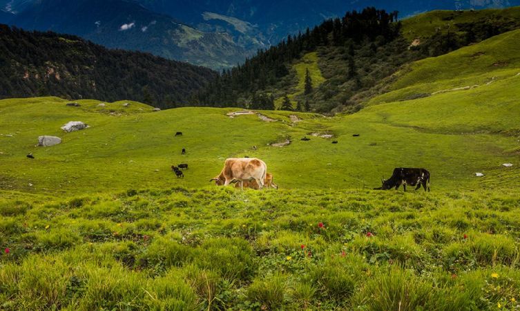 Rohini Bugyal - green meadow en route to Tungnath